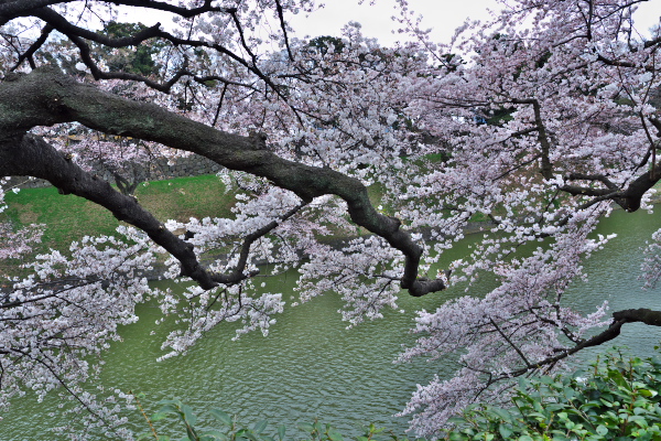 千鳥ヶ淵さくら花見　2015-3-29_d0264759_1032852.jpg