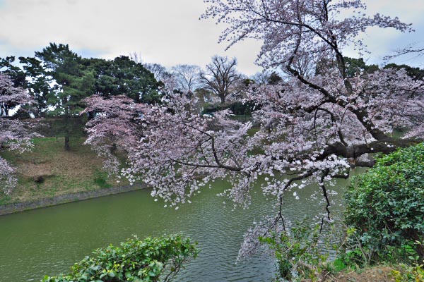 千鳥ヶ淵さくら花見　2015-3-29_d0264759_1034169.jpg