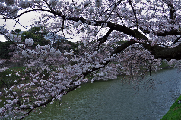 千鳥ヶ淵さくら花見　2015-3-29_d0264759_2111243.jpg