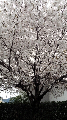 花より団子_b0328361_2023546.jpg