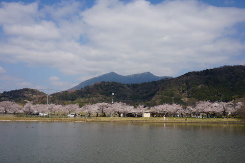 北条大池の桜、開花情報第三弾です！ほぼ満開に！_b0124462_17595722.jpg