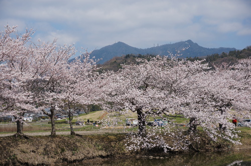 北条大池の桜、開花情報第三弾です！ほぼ満開に！_b0124462_1802272.jpg