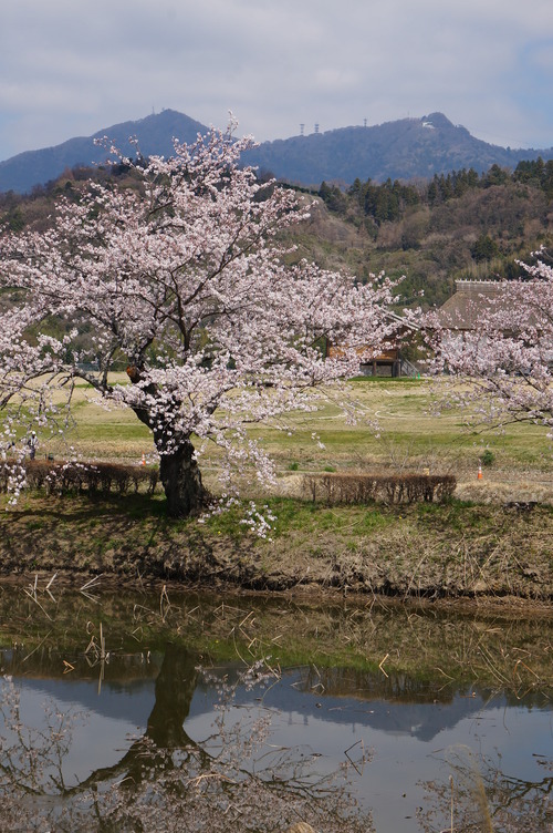北条大池の桜、開花情報第三弾です！ほぼ満開に！_b0124462_18041100.jpg