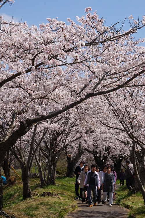 北条大池の桜、開花情報第三弾です！ほぼ満開に！_b0124462_18058100.jpg