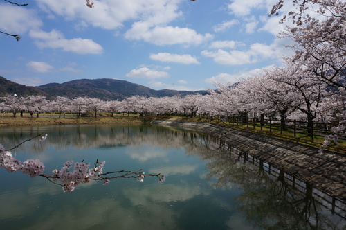 北条大池の桜、開花情報第三弾です！ほぼ満開に！_b0124462_1812448.jpg