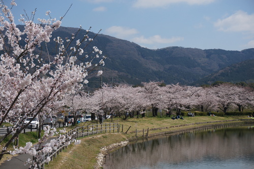 北条大池の桜、開花情報第三弾です！ほぼ満開に！_b0124462_1831657.jpg