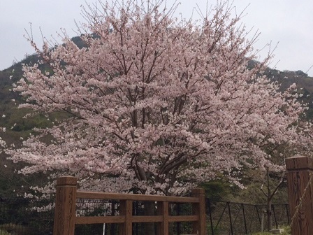 :: sakura ::_e0204865_12463617.jpg