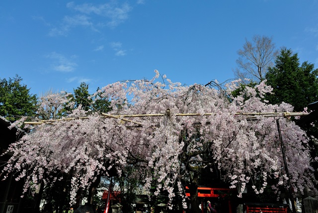 満開の桜がいっぱい～続き_a0277866_21382026.jpg