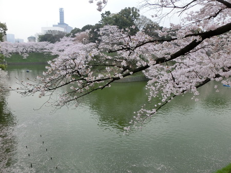 桜の千鳥ヶ淵緑道へ_b0190666_2314115.jpg