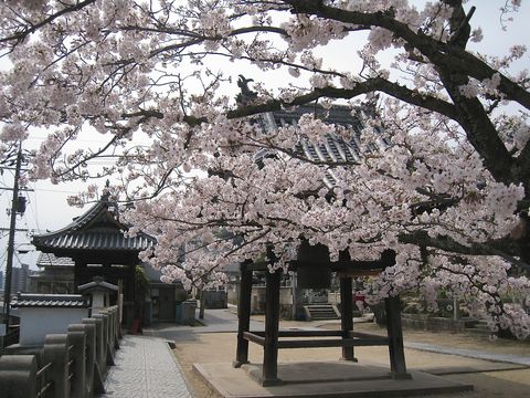 本日の宝土寺の桜_c0235167_19304769.jpg