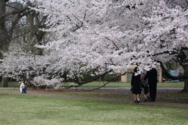 4月2日 桜_b0188569_1991254.jpg