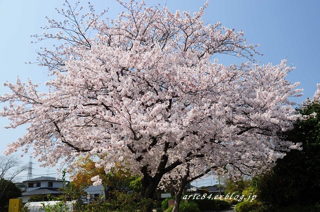 満開の近所の桜_b0196171_21493242.jpg