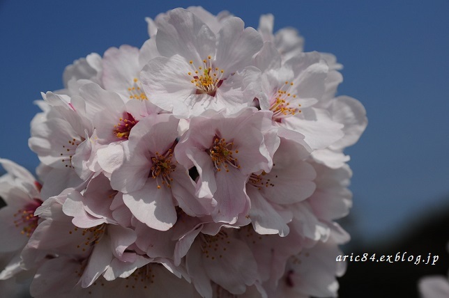 満開の近所の桜_b0196171_21511018.jpg