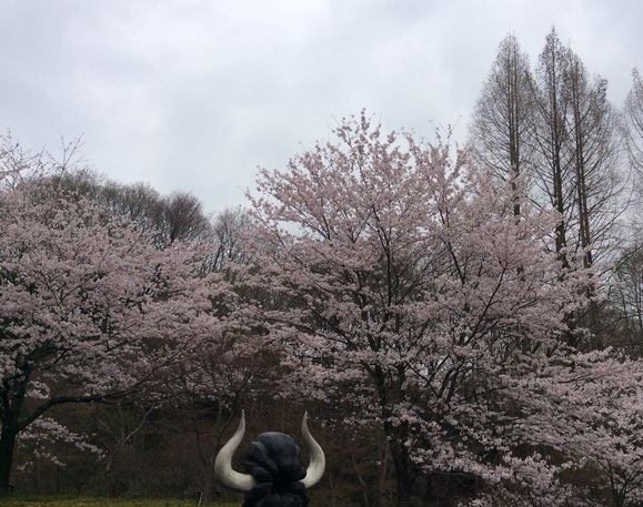 桜満開の新年度_b0273973_17545572.jpg