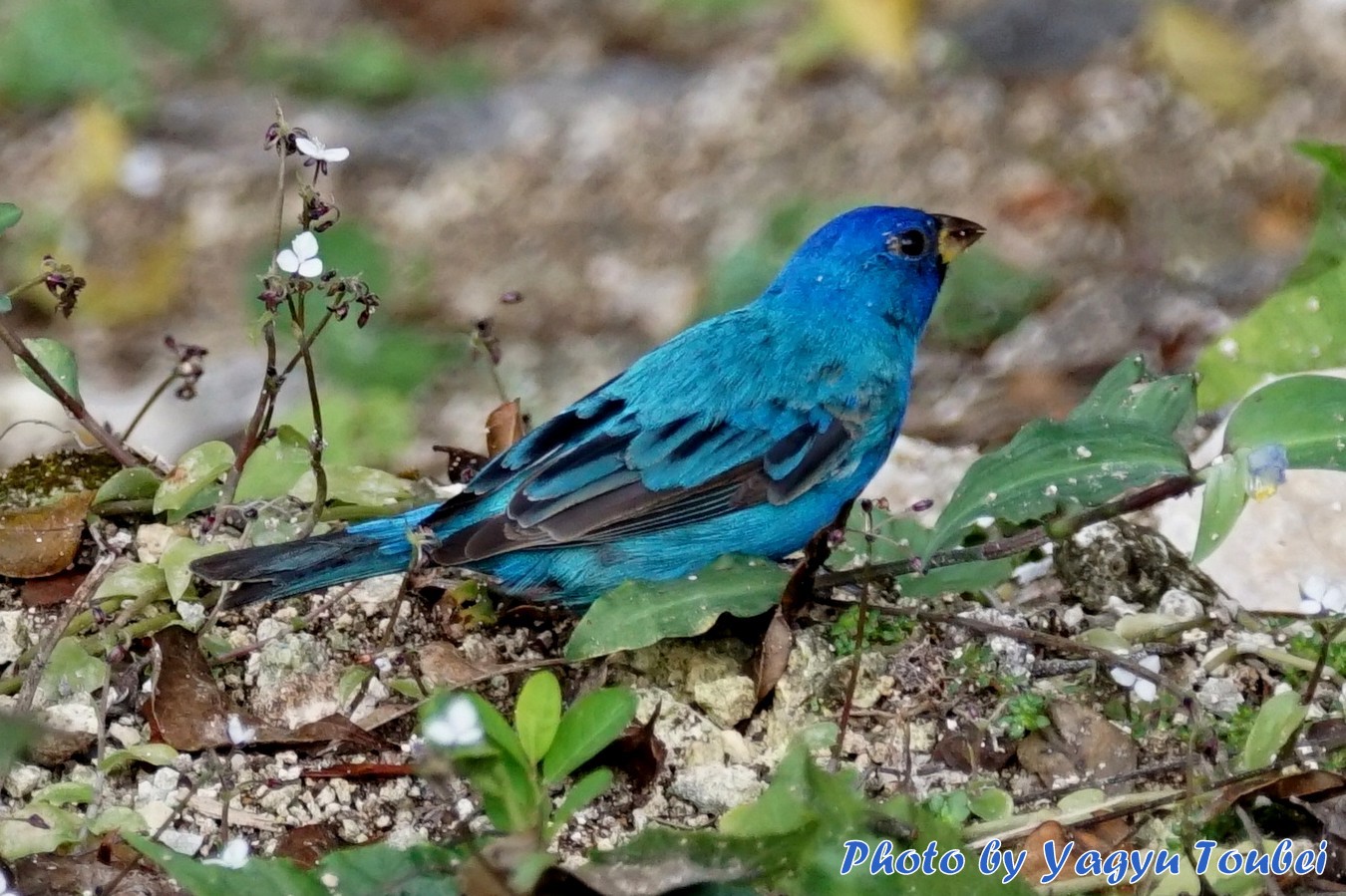 アルツンハの Indigo Bunting（インディゴ　バンテイング）_b0132475_12403419.jpg