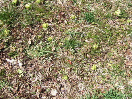 c0267475_11534668.jpg
