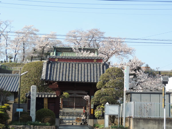 聞名寺の桜　_e0273175_21321634.jpg