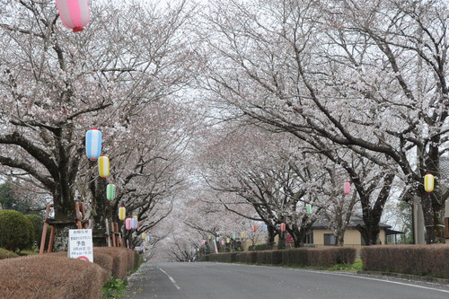 観音池　都城市　１５０３２７　００５_a0043276_9104180.jpg