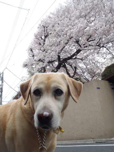 桜が散り始めた_f0052277_0524885.jpg
