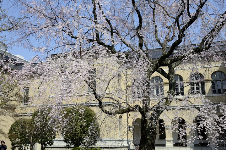 観　桜　祭_f0108478_2059840.jpg