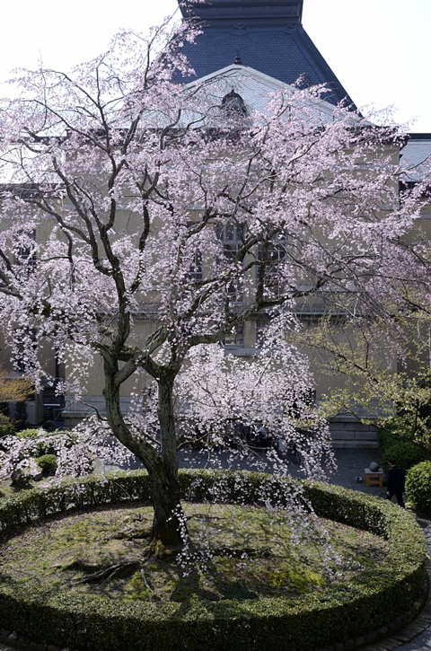 観　桜　祭_f0108478_2113329.jpg