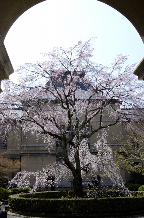 観　桜　祭_f0108478_217440.jpg