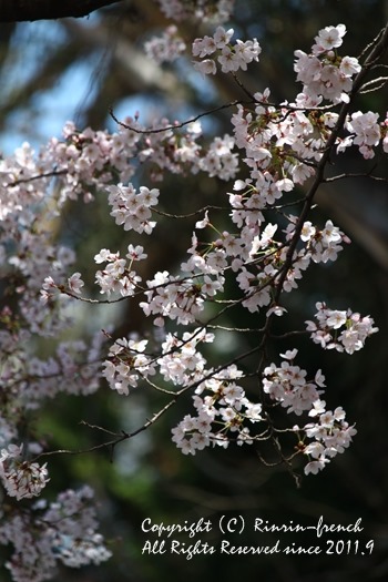 SAKURA2015_e0237680_17244242.jpg