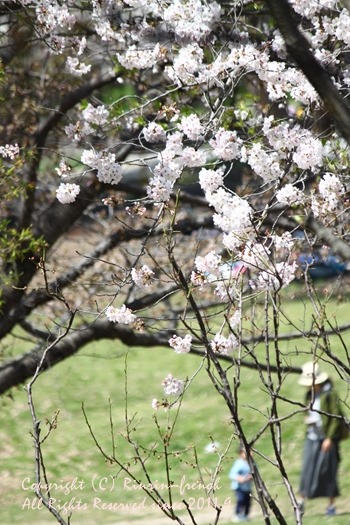 SAKURA2015_e0237680_17274988.jpg