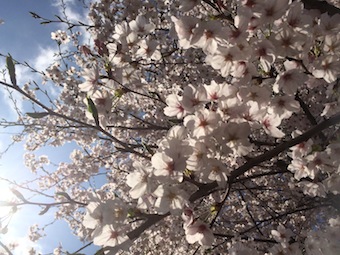 朝の桜散策な時間となりました_a0191183_19532126.jpg