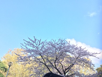 朝の桜散策な時間となりました_a0191183_19532769.jpg