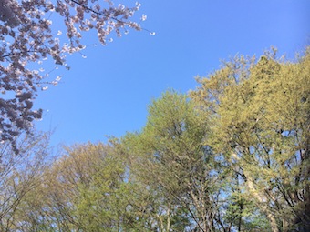朝の桜散策な時間となりました_a0191183_19532869.jpg