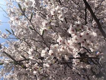 朝の桜散策な時間となりました_a0191183_19533217.jpg