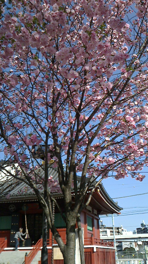 桜_b0206384_19132736.jpg