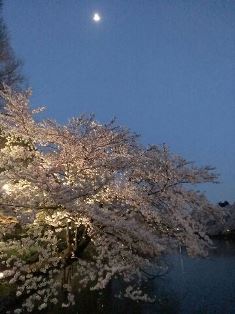 夜桜見物_b0117785_1024976.jpg