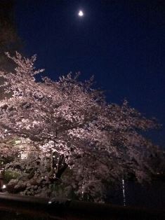 夜桜見物_b0117785_1044758.jpg