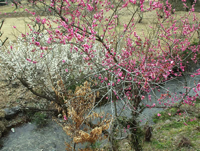 b0123486_15385191.jpg