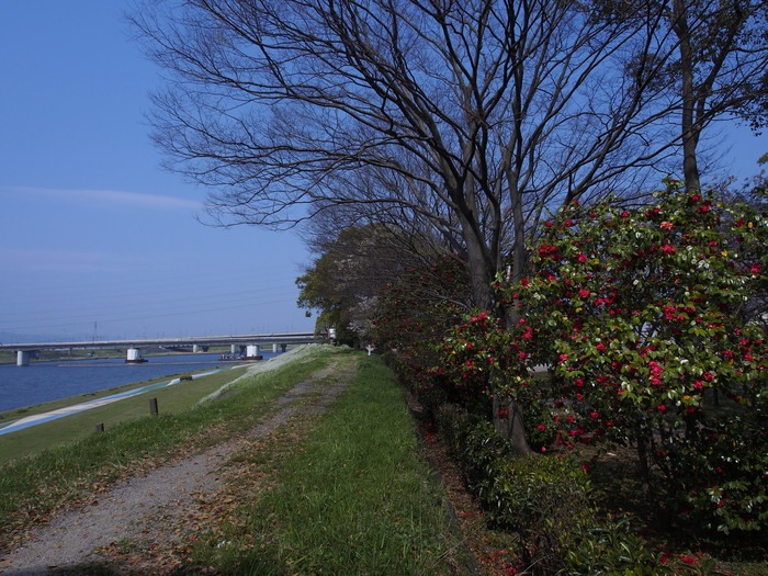 水天宮の椿と桜(久留米市）_a0149488_20103299.jpg