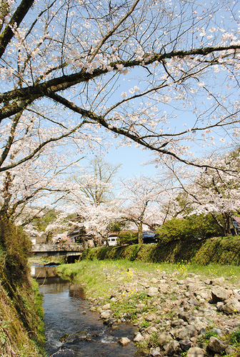 『桜』　のお話～_d0227889_18543249.jpg