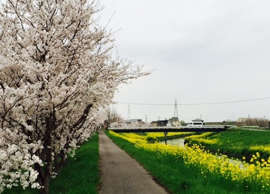 桜も咲いた_f0224492_1874794.jpg