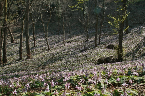 カタクリの花～☆_f0158596_10135617.jpg