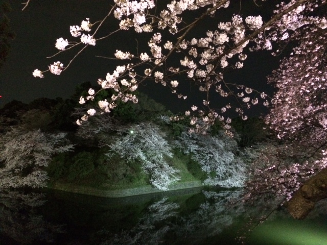 ２０１５年の桜（９）_b0129897_5391214.jpg
