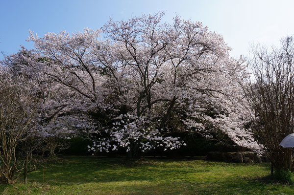 桜♪_b0290297_16272205.jpg