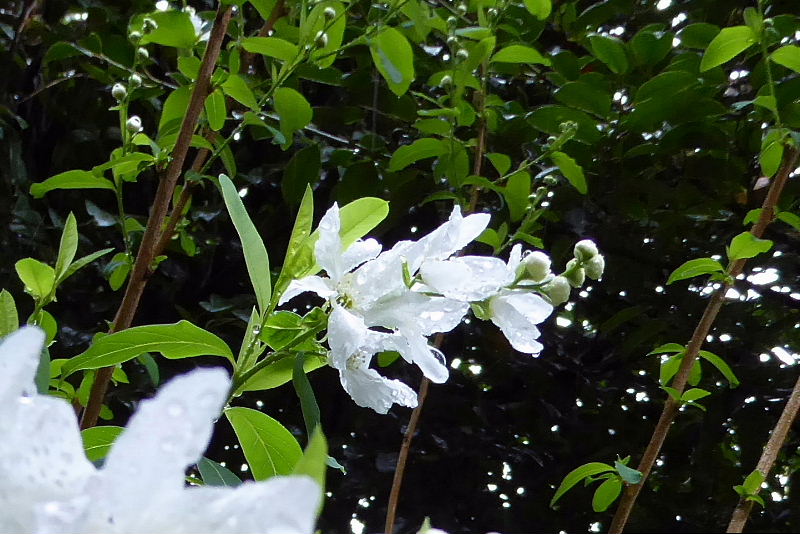 生田茶会･生田神社桜・生田の桃_d0261298_7441796.jpg