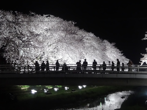 お花見・・・一夜限りのライトアップ_e0129400_0244466.jpg