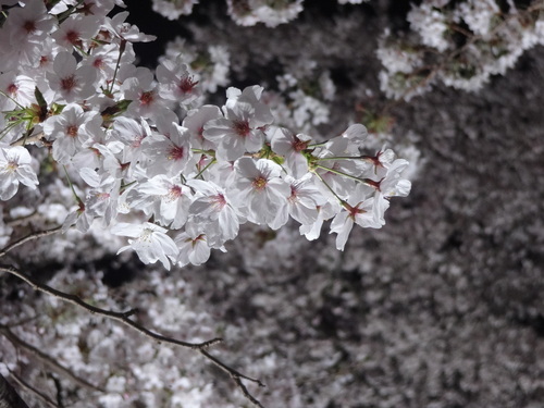 お花見・・・一夜限りのライトアップ_e0129400_1114857.jpg