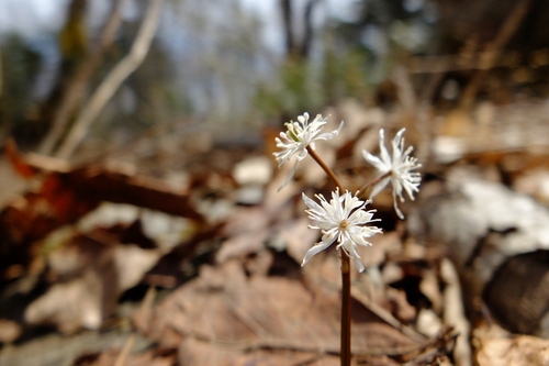 e0304001_2303529.jpg