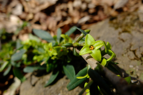 e0304001_2311427.jpg