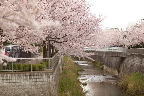 石神井公園でお花見大会？_b0247702_152623.jpg