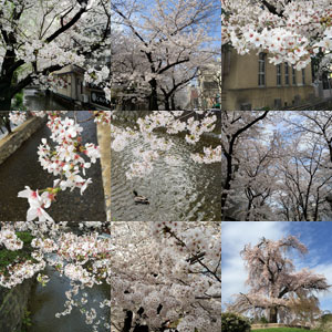 京都の桜_f0083904_200048.jpg