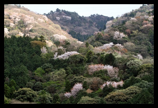 霊山山桜＆七瀬湖畔のさくら_b0014607_1754227.jpg